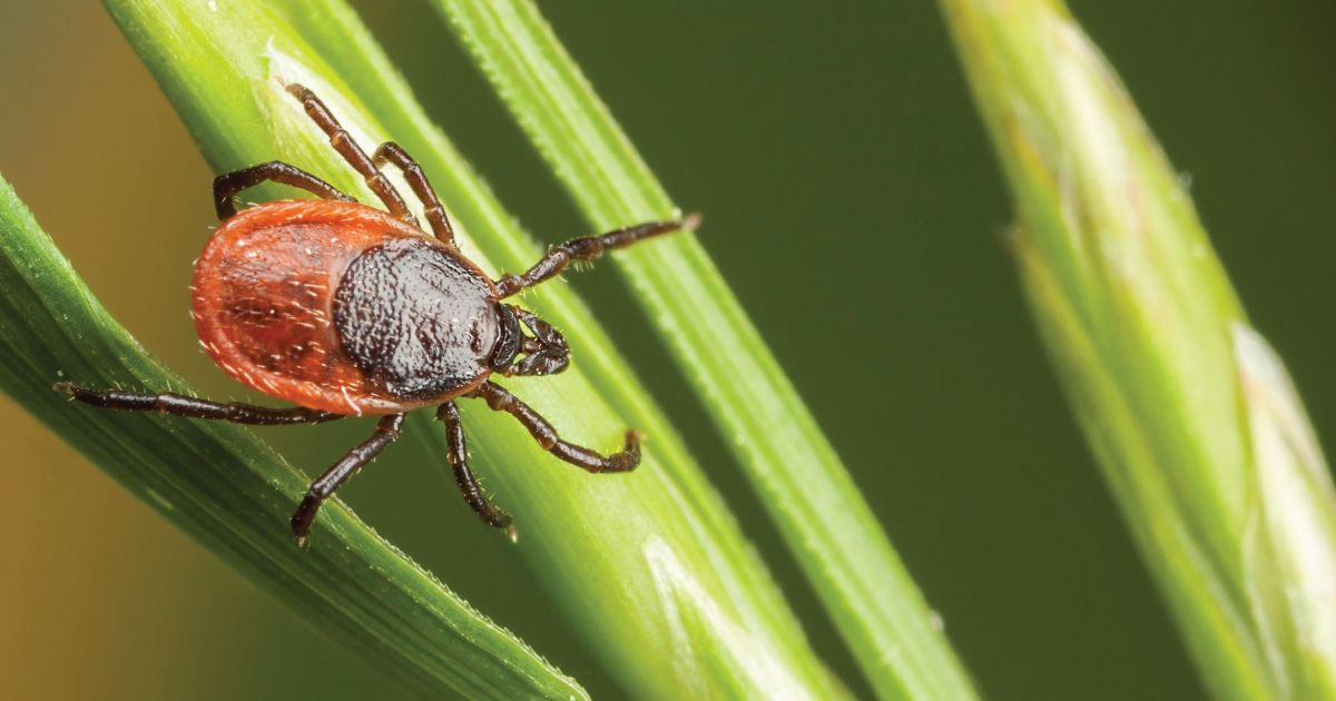 10 ting du bør vite om flått